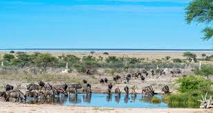 129 safaris, tours & packages to namibia to suit all budgets, with scheduled 2021 & 2022 departures. How To Do Namibia Aardvark Safaris