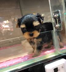 Known for their wit and grace, these parti yorkie puppies are great additions to your family. Yorkie Puppies For Sale Sunshine Teacup Puppies Home