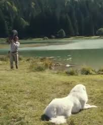 The story is fun for the whole family and we watch it often with our grandkids, ages 6 to 12. Belle Et Sebastien Animal Trainer Movie News Instinct