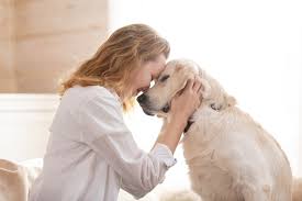 If your dog collapses, get to the vet immediately. Common Signs Symptoms Of Cancer In Dogs Greensboro Vet