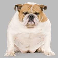 Find images of fat dog. First Drug For Fat Dogs News Chemistry World