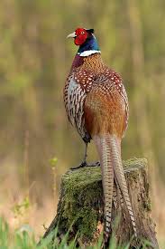 Bird With White Ring Around Neck Facan In 2020 Pet Birds Beautiful Birds Pheasant Hunting