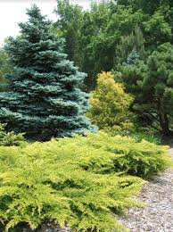 The columnar white spruce is an excellent example of a tall, skinny evergreen tree. Choosing Evergreens For Your Landscape Umn Extension