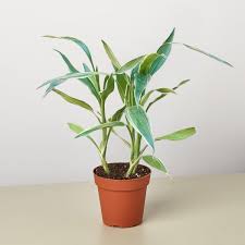 Image result for Dracaena sanderiana