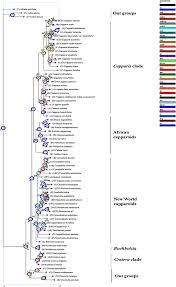 Image result for Cadaba kirkii