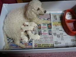 Are you looking for maltipoo puppies relatively near houston tx? Maltipoo Puppies Poodle Mom Maltese Dad For Sale In San Antonio Texas Classified Americanlisted Com