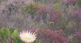 South African Days And Fynbos Flowers Fynbos Protea Flower Africa