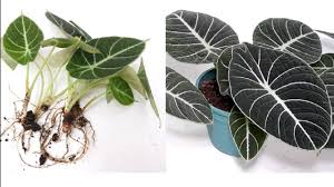 Ships from and sold by wellspring gardens. How To Propagate Alocasia Black Velvet Diy Easy Hanging Planter Idea Youtube
