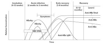 Chronic Hepatitis Hepatitis B Chronic Carrier Serology