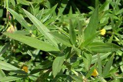 Image result for Stylosanthes guianensis