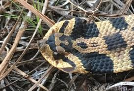 Hognose snakes are quickly growing in popularity. Hognose Snakes Here S What They Look And Act Like And It S Funny
