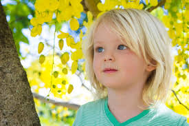 266,577 Flowers Tree Yellow Stock Photos