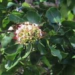 Image result for Intsia