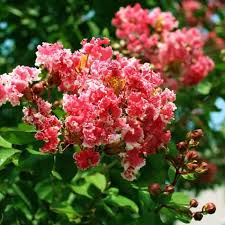Maybe you would like to learn more about one of these? 15 Beautiful Trees With Pink Flowers Happy Diy Home