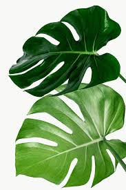 Pin By Taylor On Flower Power In 2020 Plant Leaves Plants Plant Aesthetic