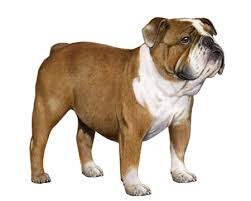 The lilac color is the rarest & hardest akc english bulldog color to achieve! Bulldog Facts Wisdom Panel Dog Breeds