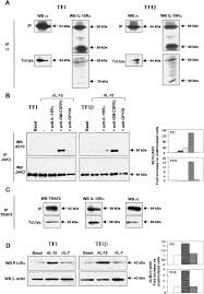 From wikimedia commons, the free media repository. Il 15r C Interaction In Tf1 And Tf1 Cells A Coimmunoprecipitation Download Scientific Diagram