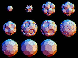 Image result for Polyspatha