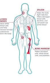 Image result for Lymphoma