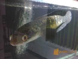Ikan ini dikenal dengan banyak nama di berbagai daerah: Ikan Hias Predator Channa Maruliodes Baramundi Cimahi Jualo