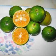 Nama vernakular:limau kasturi nama botani :citrofortunella microcarpa keluarga :rutaceae pokok ni berasal dari filipina,dan tersebar ke asia tenggara.di. Jual Bibit Jeruk Kasturi Jeruk Kalamansi Unggul Termurah Kartani Co Id