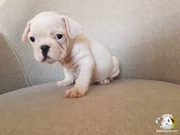 Irk Ve Saglik Garantili French Bulldog Irk Ve Saglik Garantili French Bulldog Kopek Kopekseverler Kopeks Bulldog Labrador Retriever French Bulldog