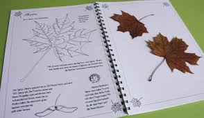 Du findest die datei unter herbarium deckblätter. 11 Herbarium Ideen Herbarium Vorlage Deckblatt Vorlage Blatter