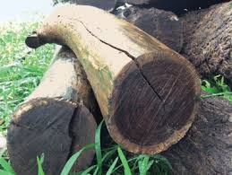 Image result for Acacia auriculiformis