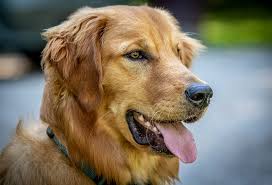 Learn more about humane indiana, inc. Advanced Canine Techniques Dog Training In Muncie Indiana