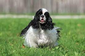 Find female cocker spaniels for sale on oodle classifieds. Cocker Spaniel Dog Breed Information