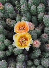 Image result for Opuntia