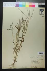 Image result for Digitaria sacculata
