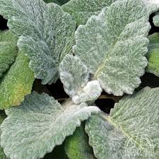 Image result for Xerophyta argentea