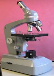 Resultado de imagen de observación microscopio 5 primaria