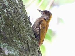 Image result for Vigna kirkii