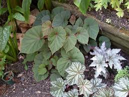 Image result for Rungia grandis