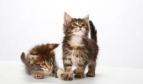 Why buy a maine coon kitten for sale if you can adopt and save a life? Maine Coon Cat Breed Information