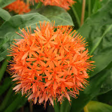 Image result for Scadoxus pole-evansii