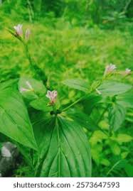 Image result for Loganiaceae