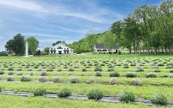 In Full Bloom Lavender Festival