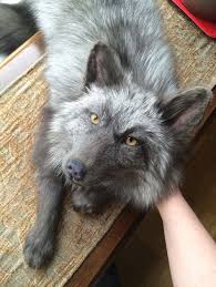 Pearl Fox Google Search Fox Creatures Animals