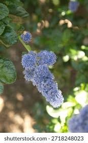 Image result for Rhamnaceae