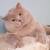 Obese Fat British Shorthair Cat