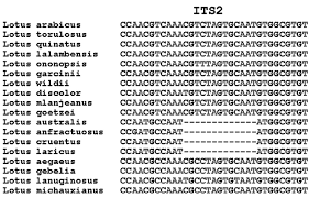 Image result for Lotus mlanjeanus
