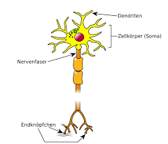 In dieser ausgangslage sind die spannungsgesteuerten ionenkanäle der membran geschlossen. Aufbau Nervenzelle Neurobiologie Online Kurse