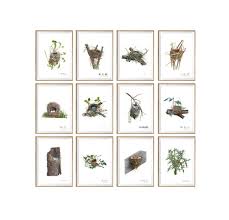 Bird Nests Art Print Set Of 12 Unframed Bird Eggs Home Decor Birds Wall Art Antique Illustration Bird Nest Chart Rustic Country