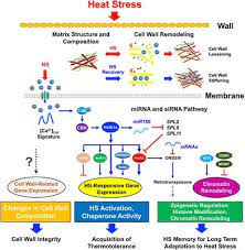 Maybe you would like to learn more about one of these? Frontiers Pectin Methylesterases Cell Wall Remodeling Proteins Are Required For Plant Response To Heat Stress Plant Science
