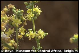 Image result for Quassia undulata