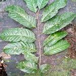 Image result for Coula edulis