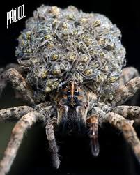 Pánico on X: "Ya llegó su #miércolesdetripofobia o de aracnofobia... Bueno  al final esperamos que esta imagen les cause un #miedo inimaginable.  #pánico #terror #horror #fobia #araña #tripofobia https://t.co/lAb3beSVjr"  / X